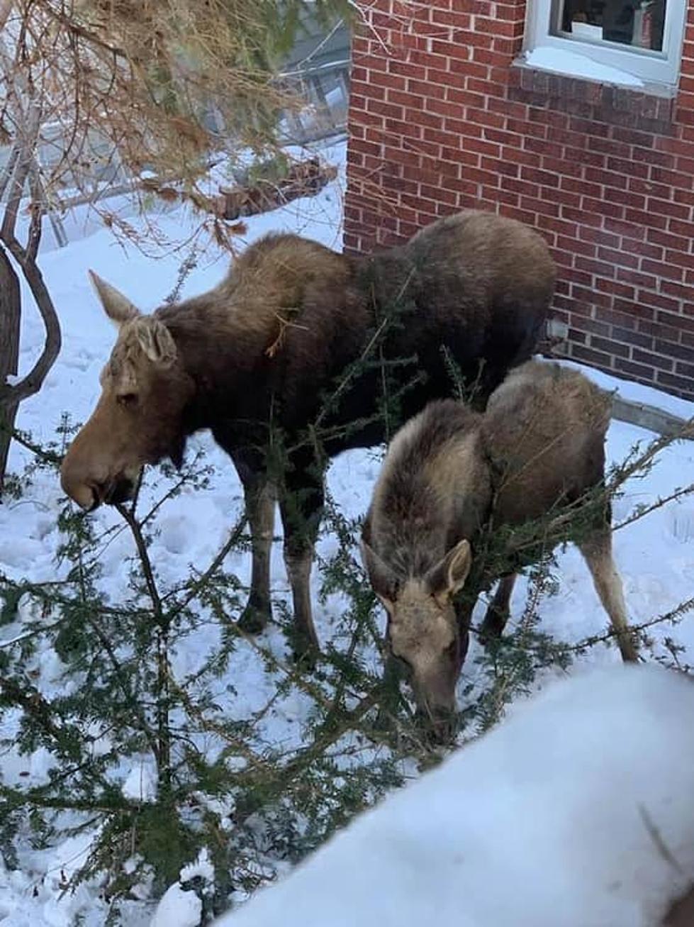 Moose Cow and Calf Tranquilized in Downtown Missoula