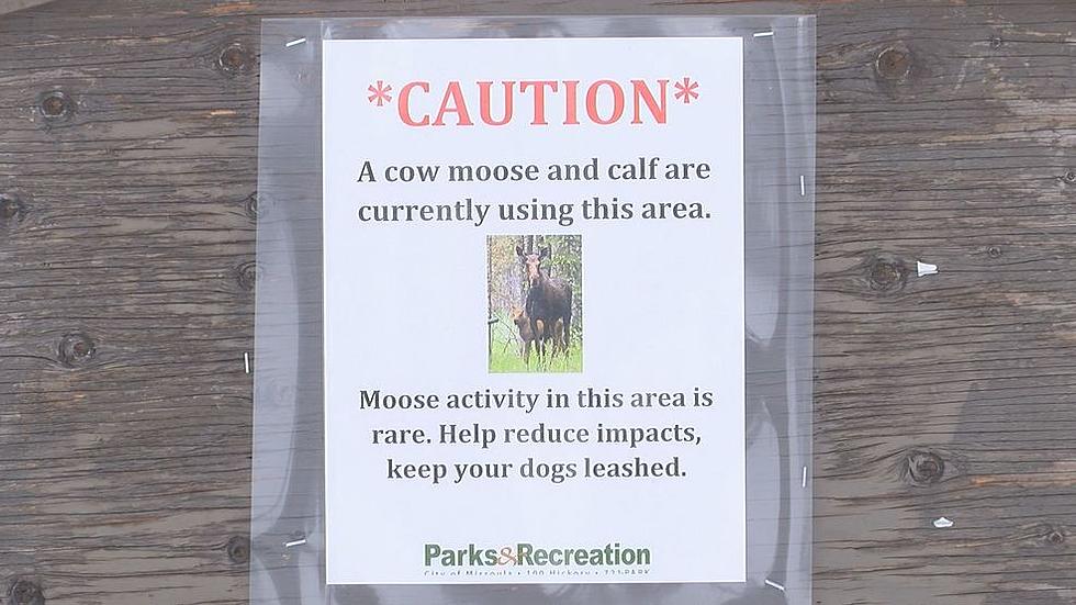 Moose Reported In Rattlesnake Area, FWP Asks Walkers To Be Cautious