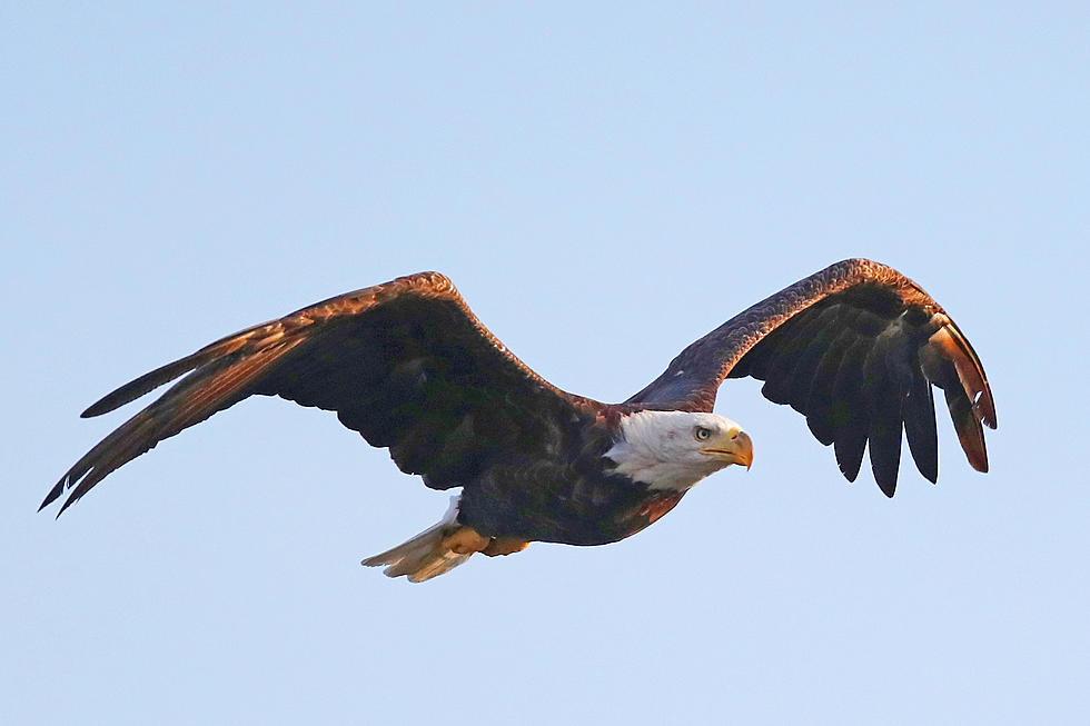 Bald Eagle Steals Dad’s Trout and Strips His Line