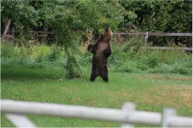 Montana FWP Captures Grizzly Bears Near Kalispell and Whitefish