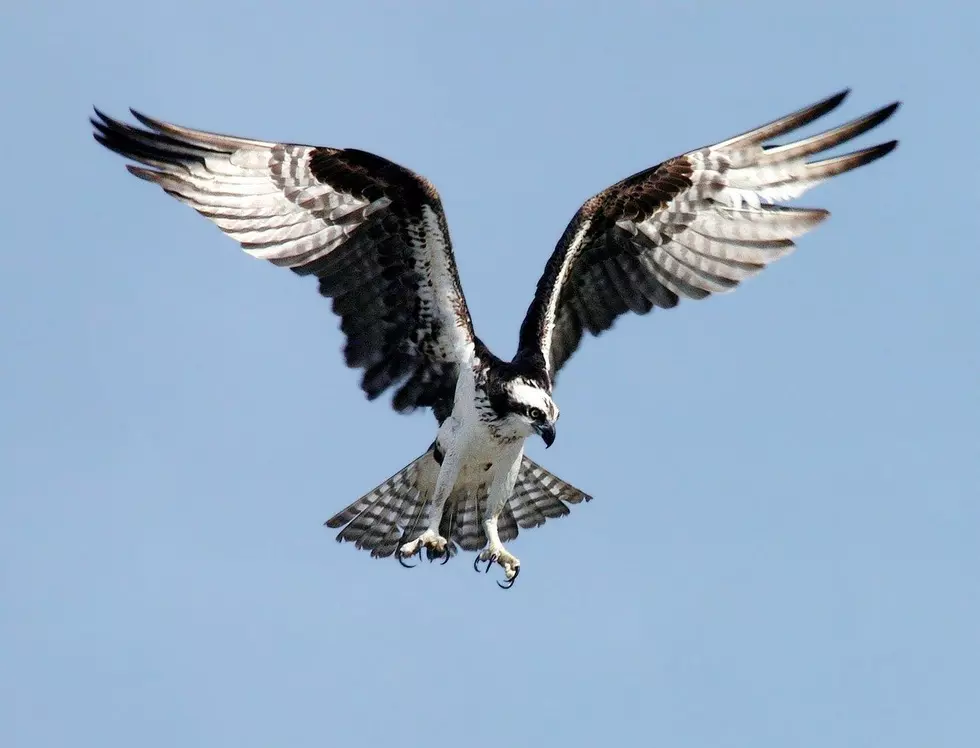 Montana’s Dunrovin Ranch ‘Awesome Osprey’ Project goes Worldwide