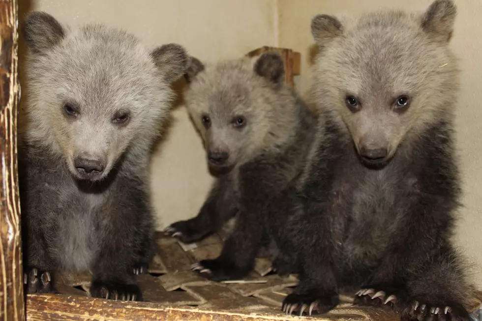 Three Orphaned Grizzly Bear Cubs Bound for ‘Bearizona’ Refuge