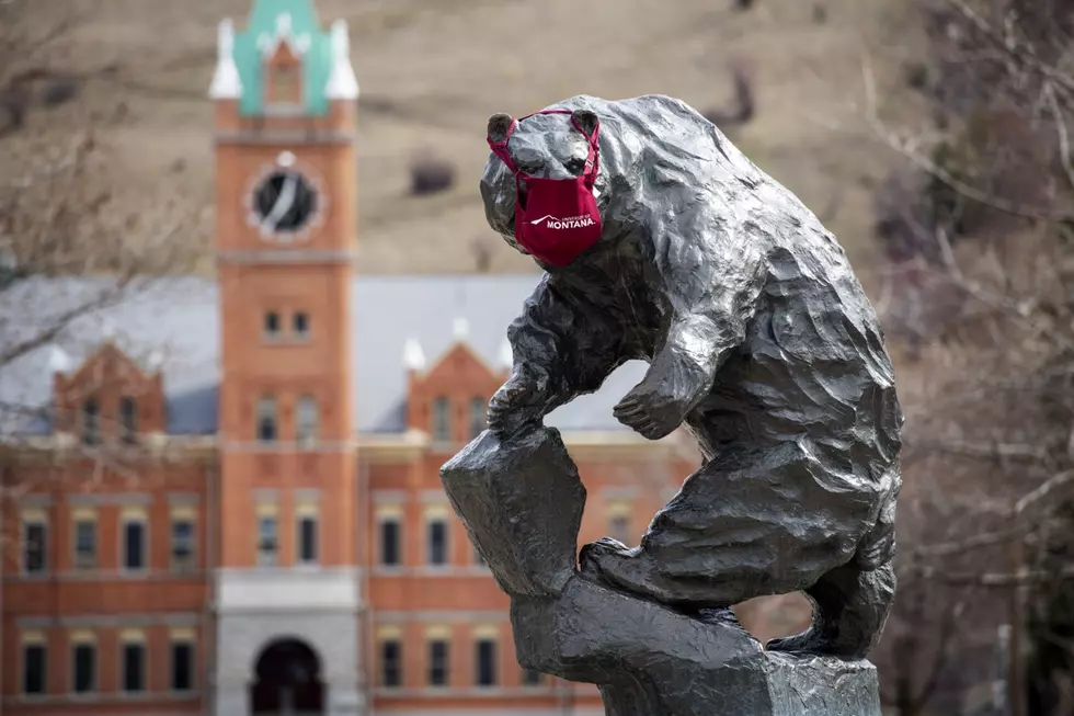 UM Alert: Bear on Campus