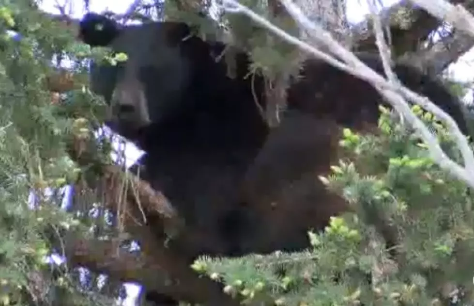 Second Black Bear Sighting on UM Campus in Several Days
