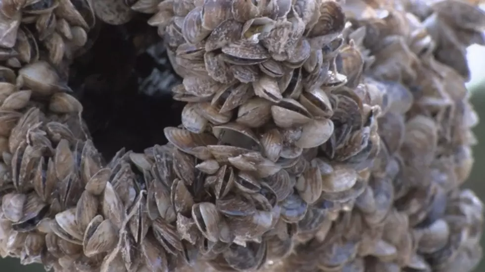 FWP – Aquatic Invasive Mussels Found on Aquarium Moss Balls
