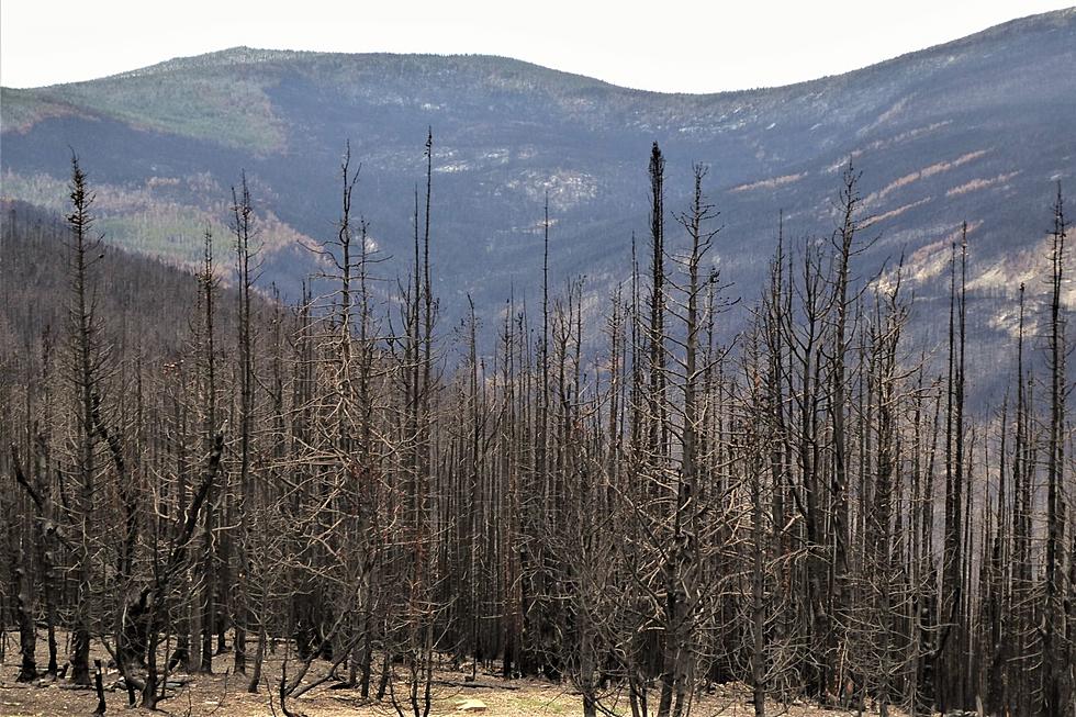 Montana Forestry Specialist Talks Wildfires and Human Management