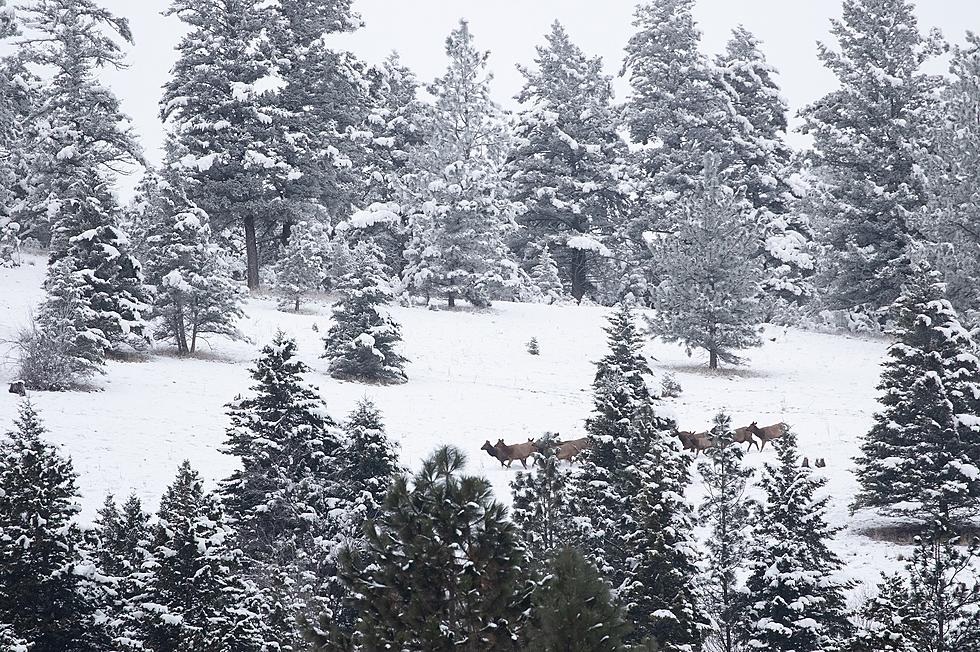 Mount Jumbo Remains Closed – ‘Elk Spotters’ Report Daily Numbers