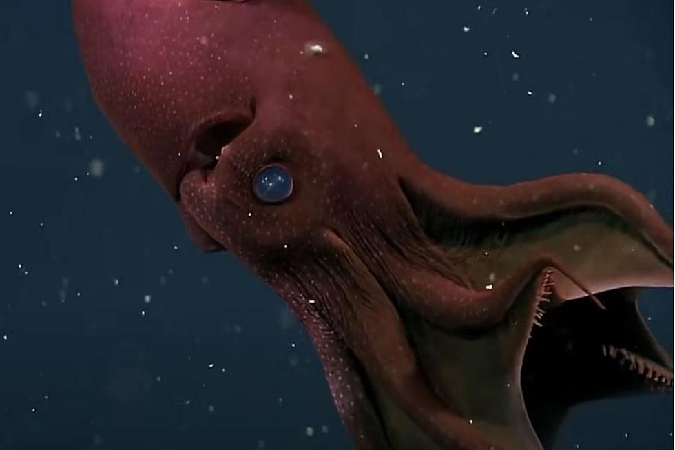 Vampire Squid from Montana Named After President Biden