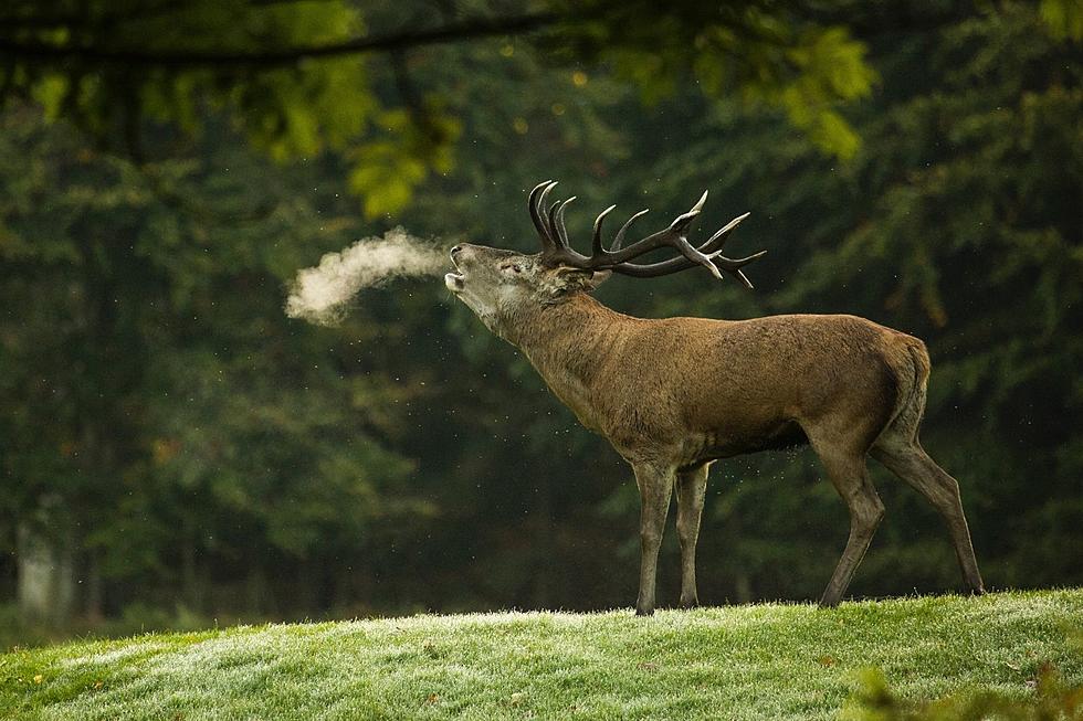 Montana FWP Explains Computer Error in Deer and Elk Tag Drawing