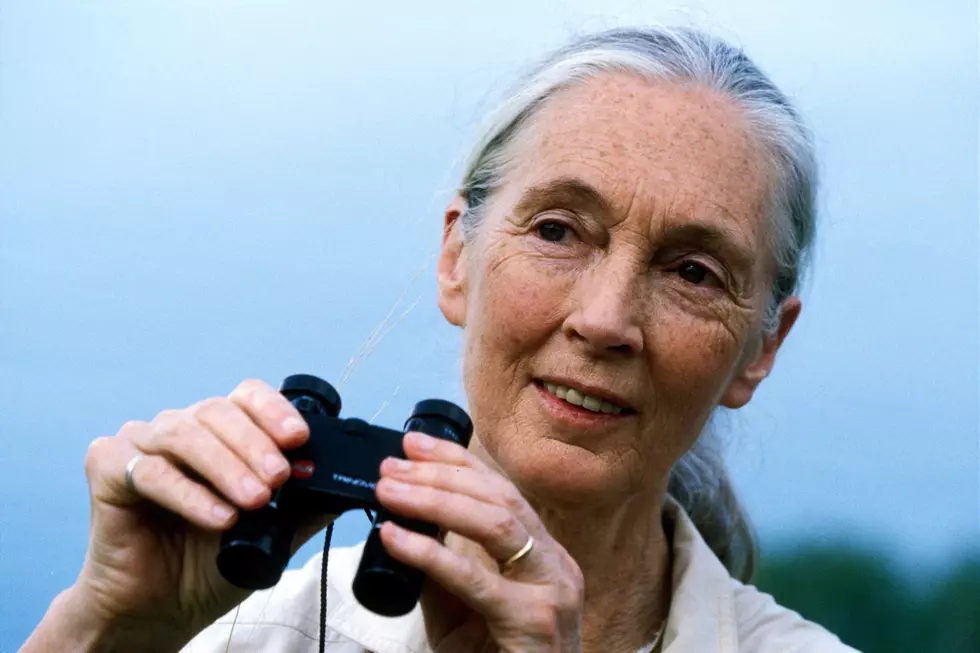 Dr. Jane Goodall to Speak at the UM Oval This Weekend