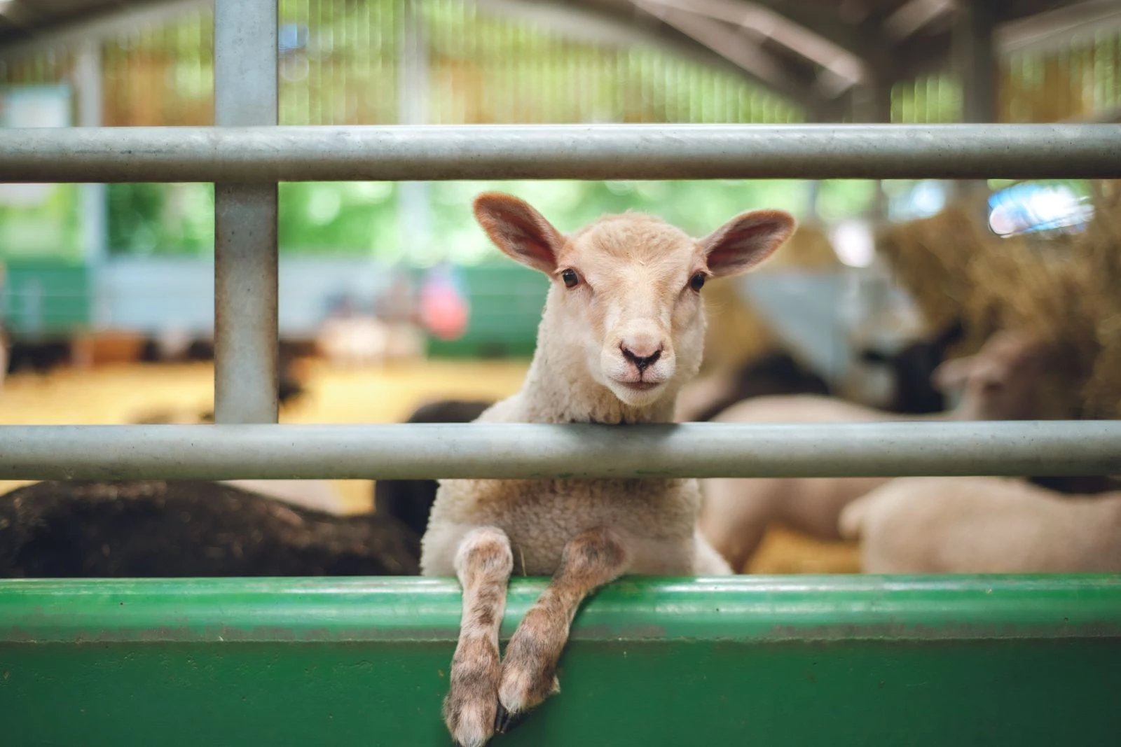 Highlander Goat Races Are Back! Oh, Missoula. We Love You