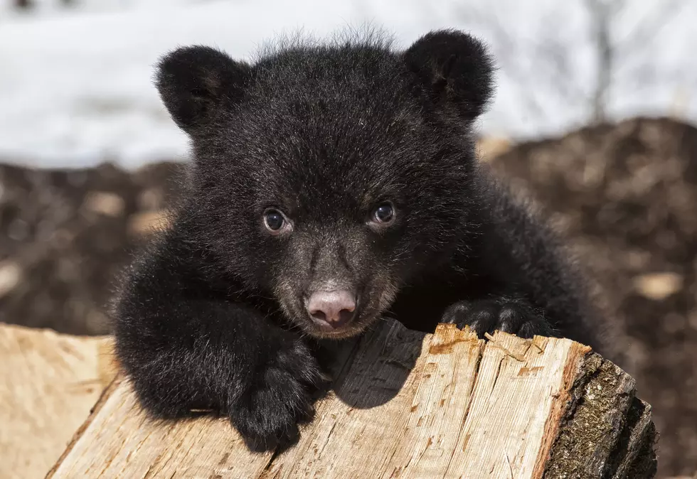 American Black Bear - Shenandoah National Park (U.S. National Park Service)