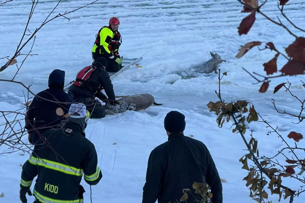 Missoula Fire and Police Rescue Deer Trapped in Clark Fork River