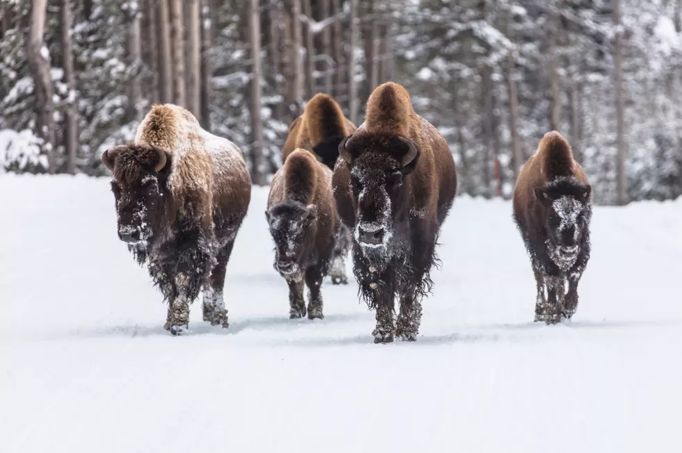 13 bison die in Montana in West Yellowstone crash