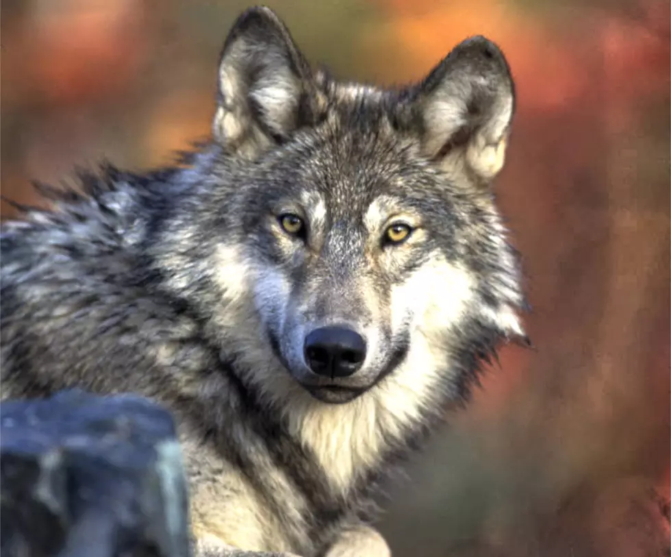 If you Wonder About Montana Wolves, Speak Out