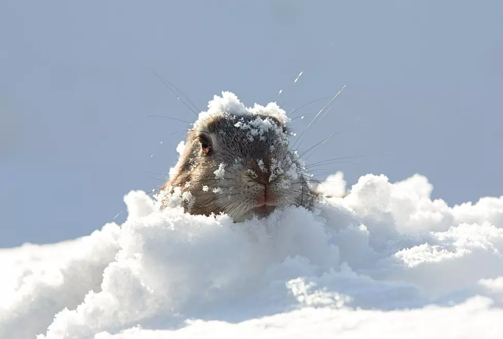 The Groundhog was Right, Six More Weeks of Winter for Missoula