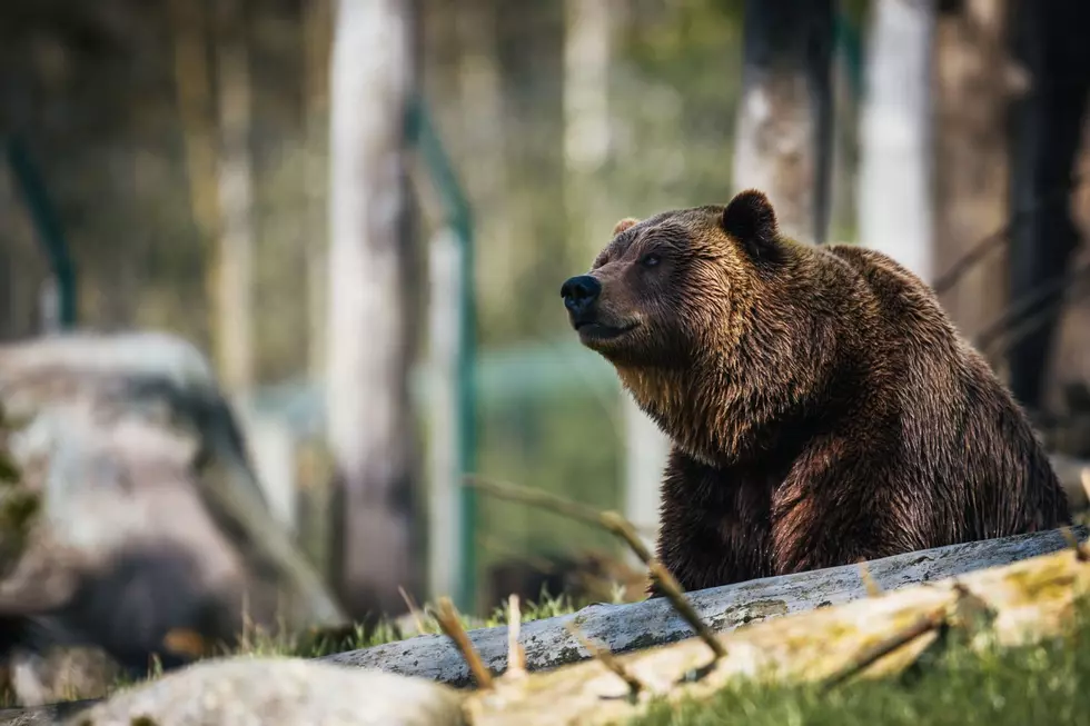 Montana Efforts to Remove Grizzly Bear Protections Moves Forward