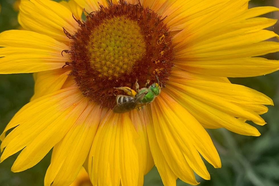 Did You Know There are 230 Species of Bees Native to Missoula?