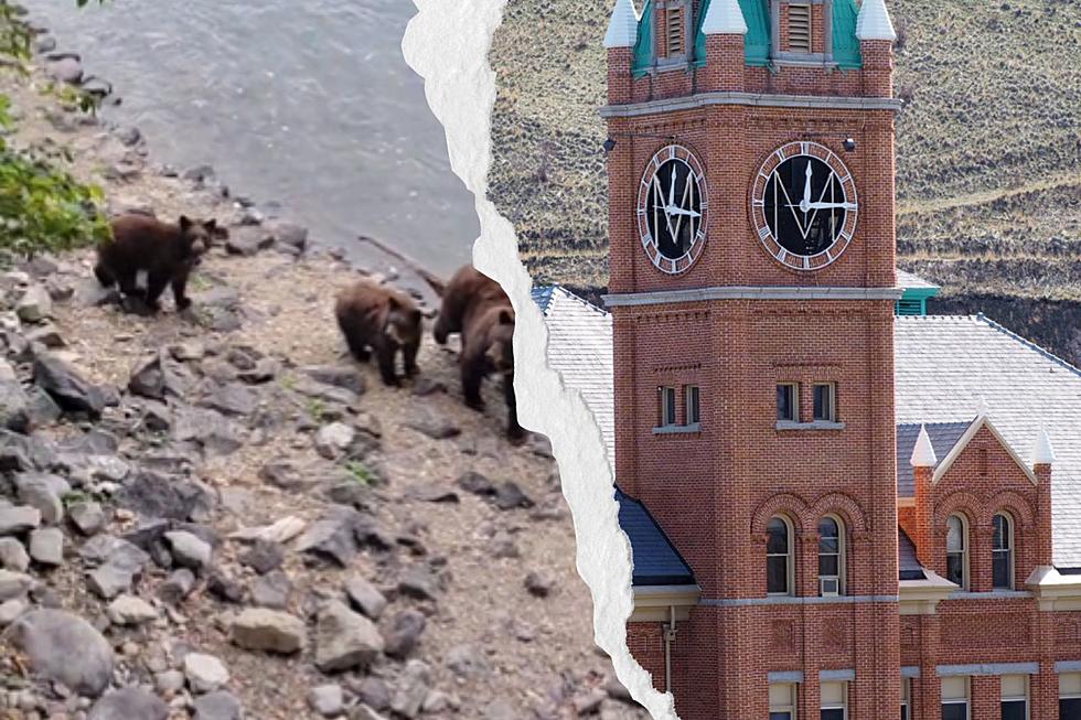 Mama Bear & Her Cubs Spotted on U of Montana Campus [VIDEO]