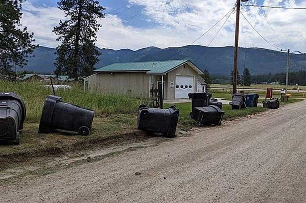 As winter nears, bears seeking food in Missoula, surrounding valleys