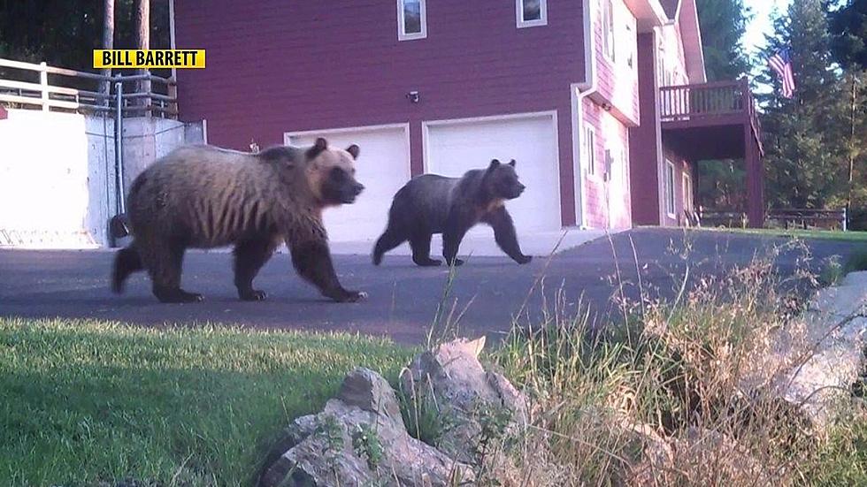 Missoula expands bear zone, requires bear-proof garbage bins