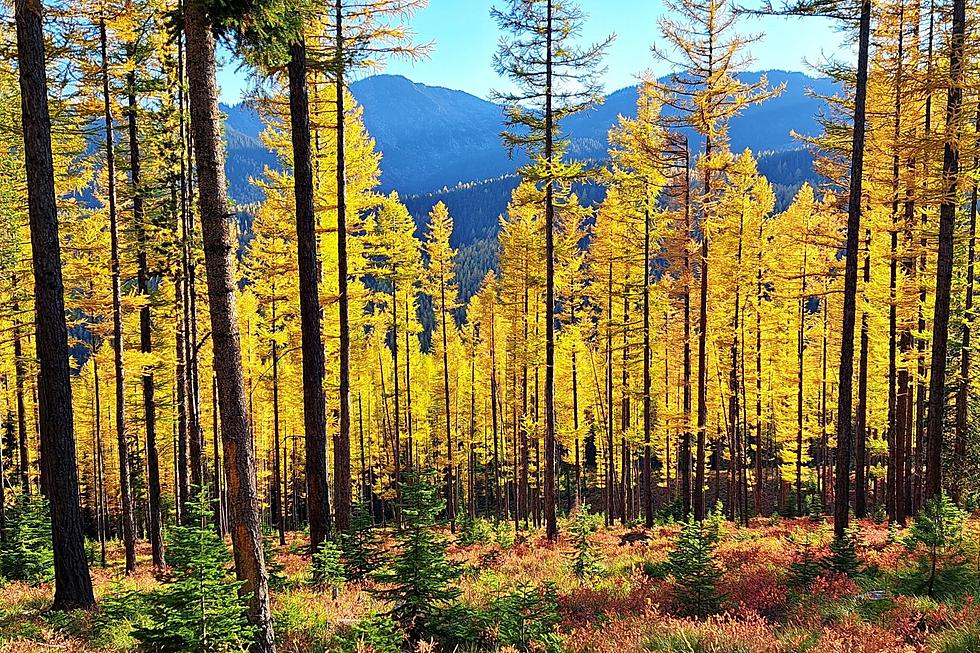 Dr. Kolb on the Science Behind Missoula’s Stunning Fall Colors