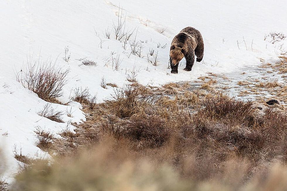 Judge limits wolf trapping in favor of grizzly bears