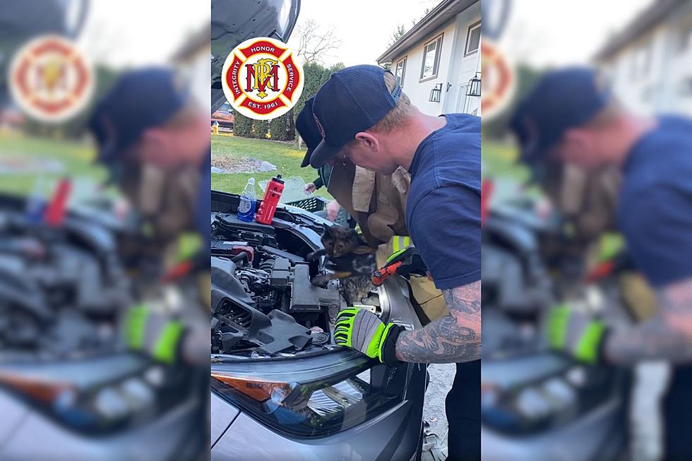 Missoula Firemen Free Feline From Car’s Engine Compartment