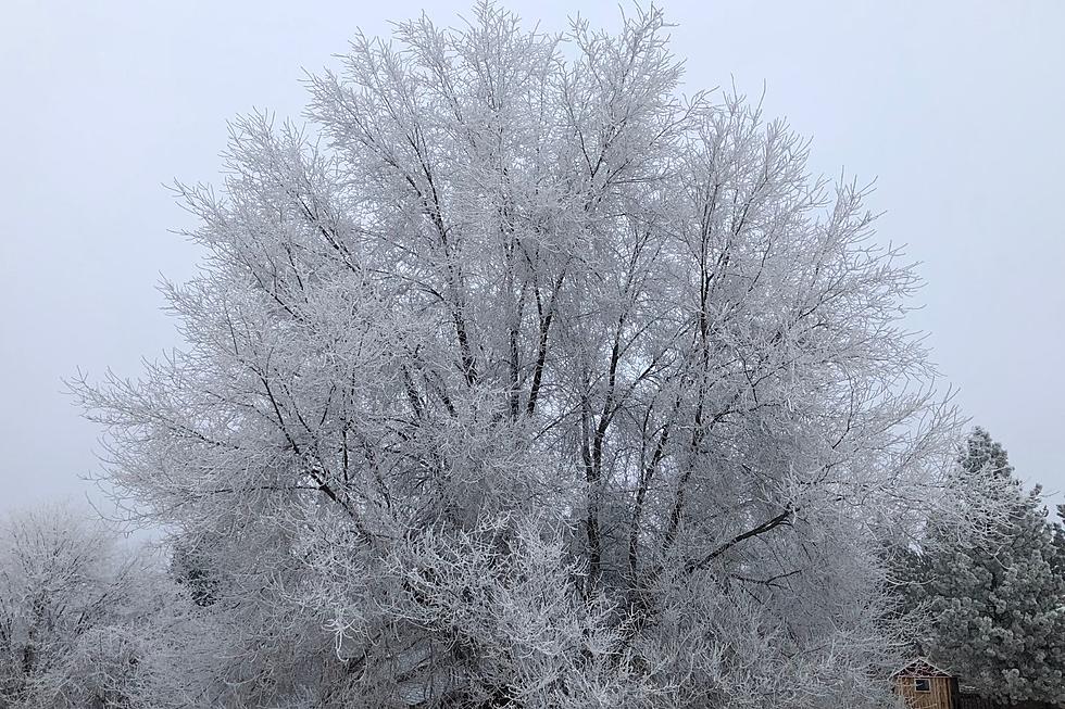 Beautiful Missoula Trees Flocked With Ice Due to Hoarfrost