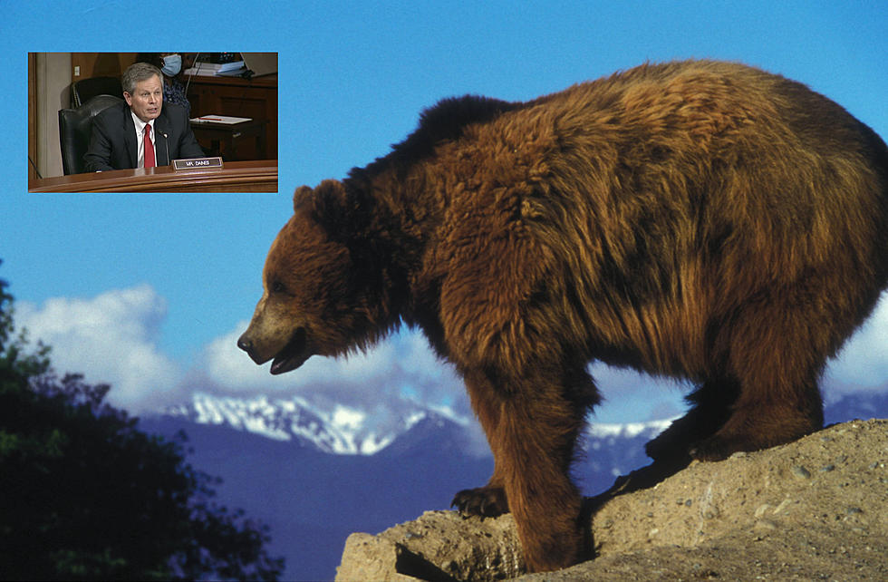 Montana Senator Believes Bears in Bitterroot Are Bad News