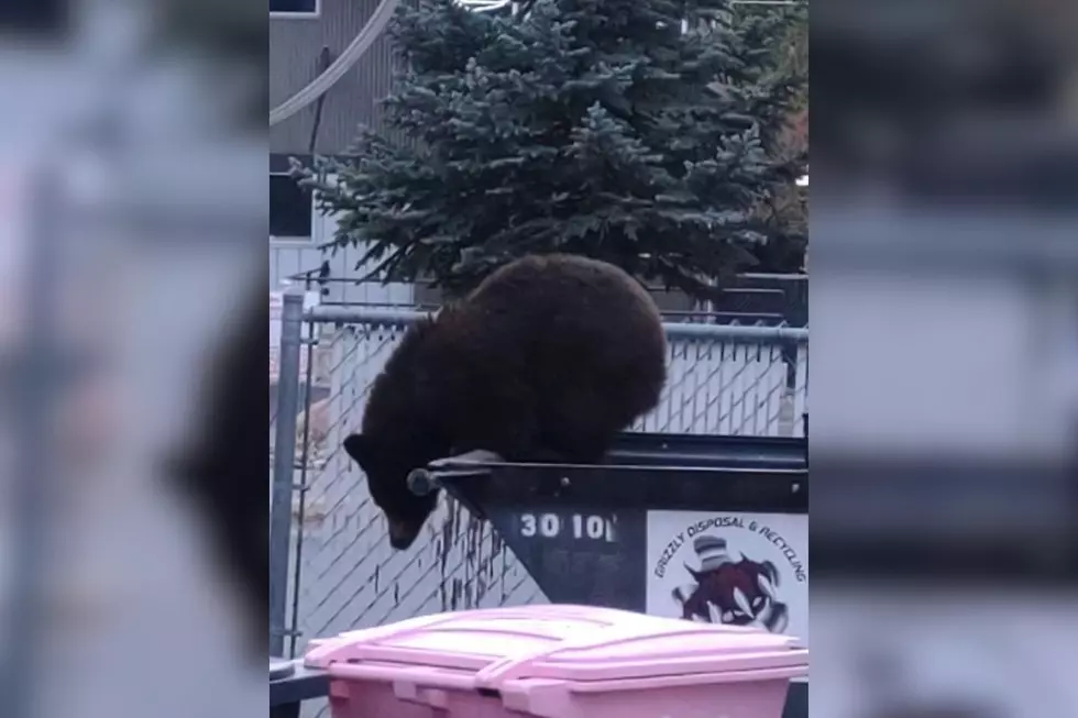 These Missoula Residents Must Have Bear-Resistant Garbage Cans