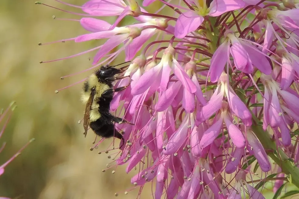 University of Montana Creates Buzz Around Pollinator Week