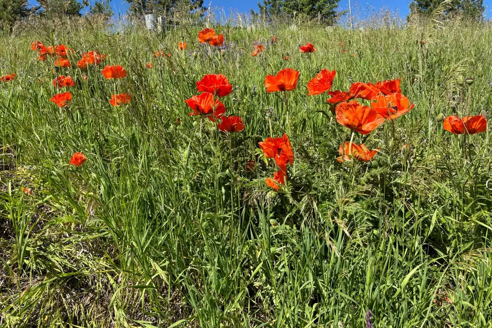 The ‘Miller Creek Poppies’ are a Sure Sign of Summer in Missoula