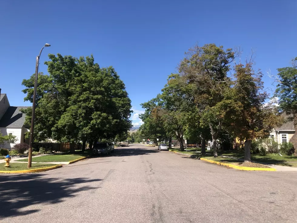 Missoula Asks for Help to Save Drought Stressed Boulevard Trees