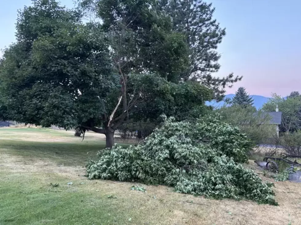 Where to Dispose of Storm Tree Debris in Missoula