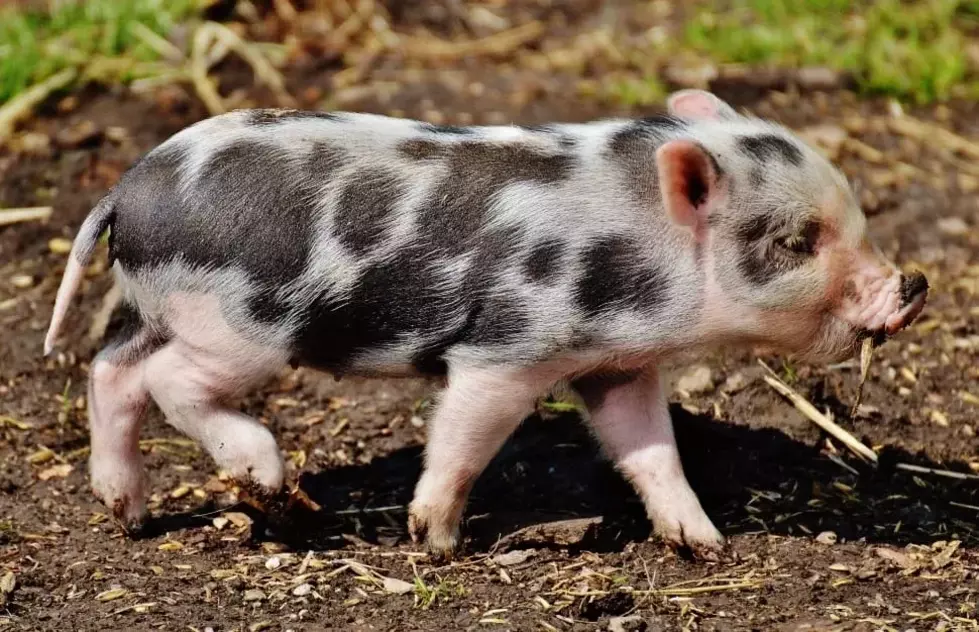 City considers mini pigs as pets; opponents say they ‘oink, grunt and groan’