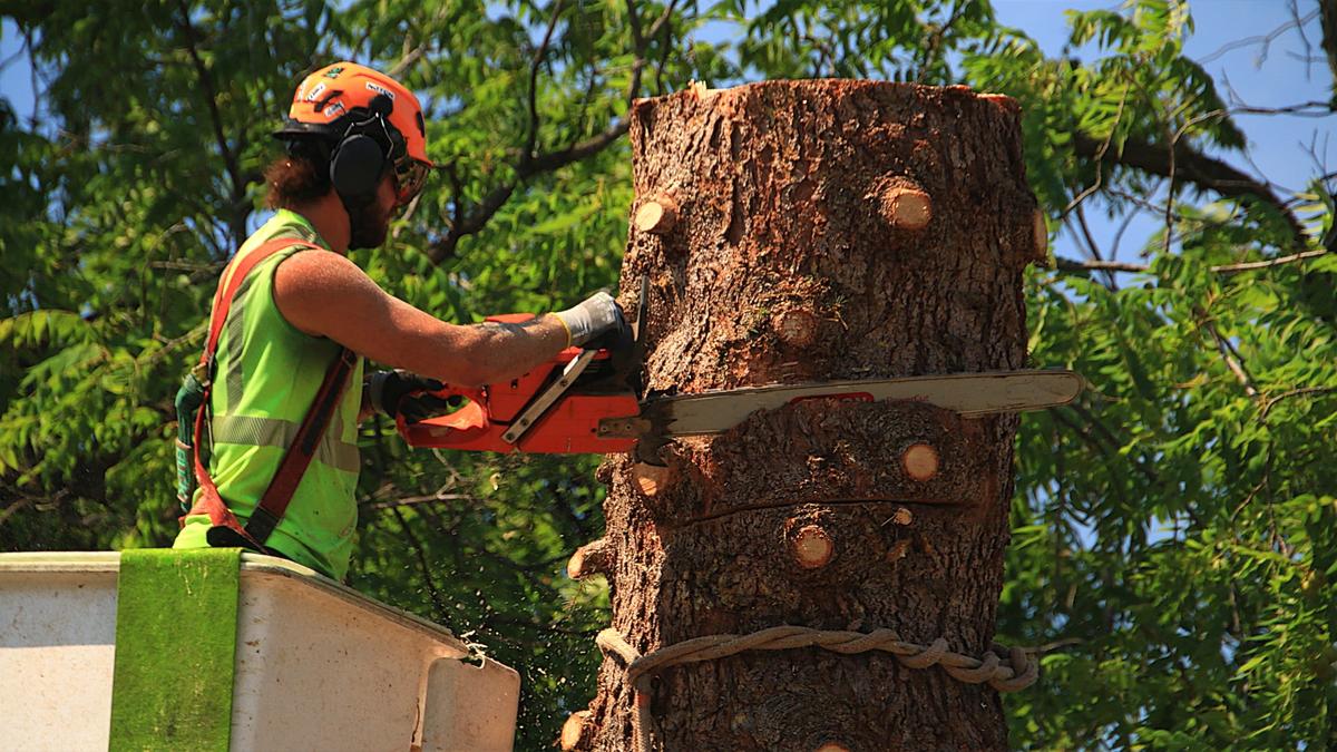 Only hire tree professionals to clean up after a storm