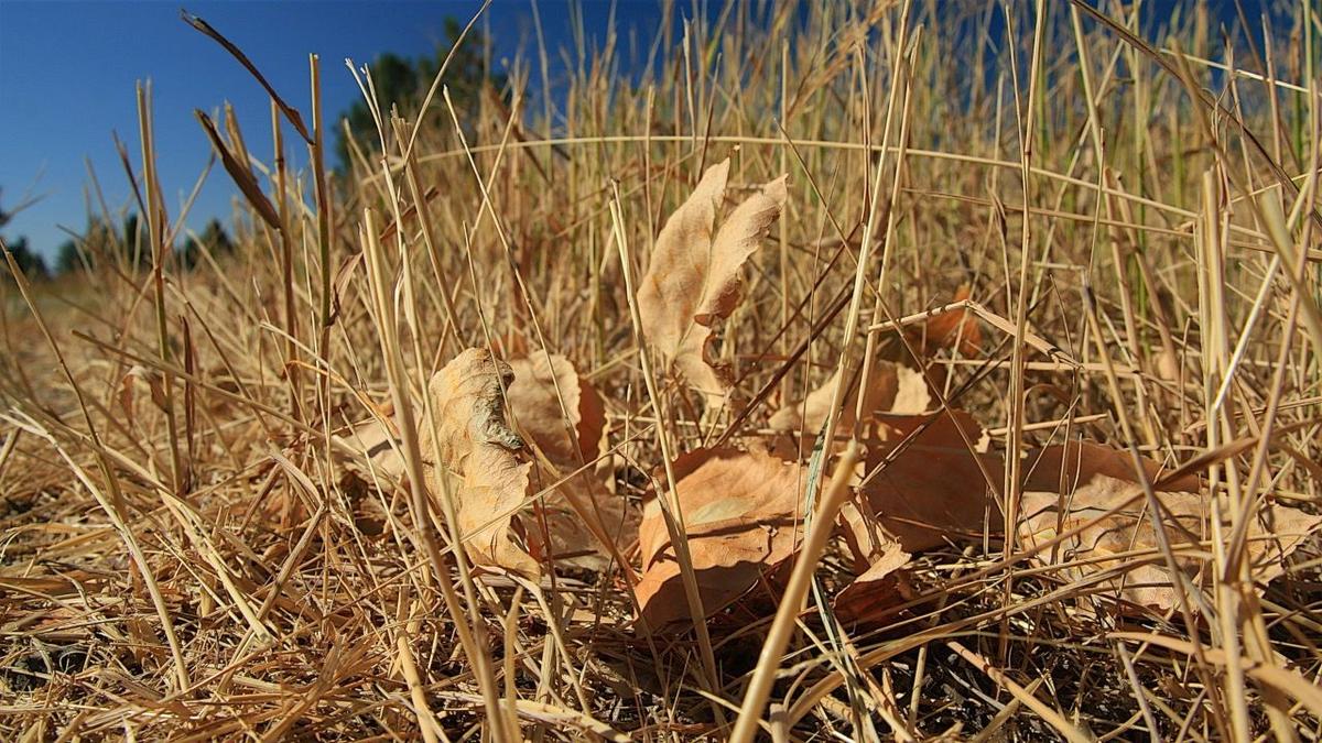Montana News Roundup: No Drought help Coming From the Pacific