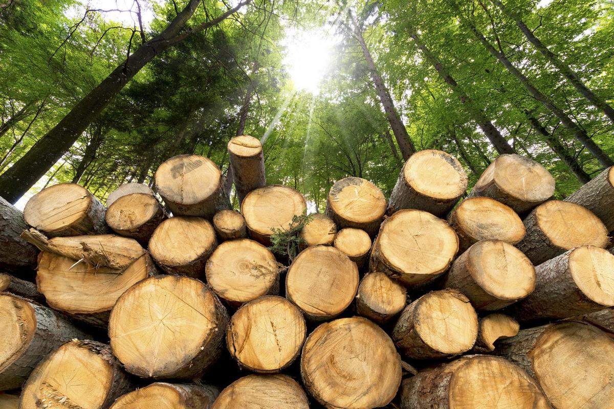 Professor Warns Of Declining Lumber Mills In Montana’s Forests