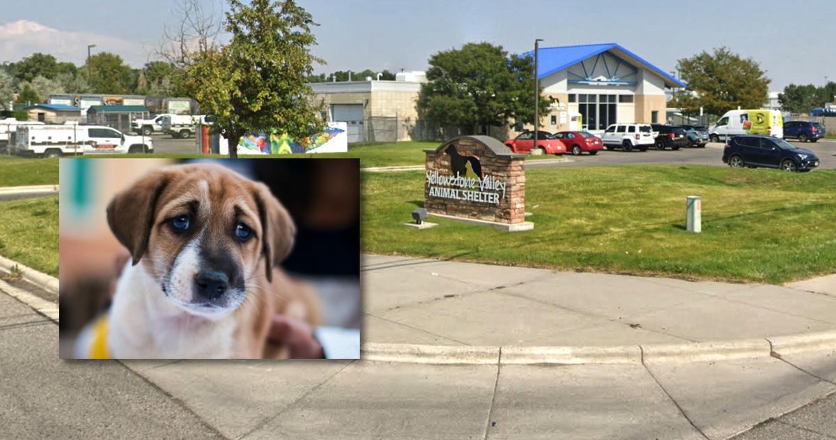 Montana Pound Puppies Evacuated to Avoid Meth Smoke