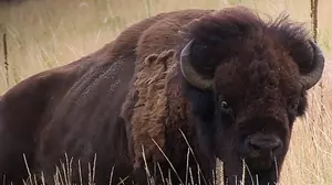 Chilling Video Shows Grandpa Violently Attacked by Yellowstone Bison