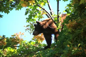 Berries Vanish, Bad News Bears Back in Missoula, Kalispell