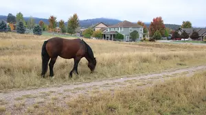 Will This Solution Work for Missoula’s Horse Herd?