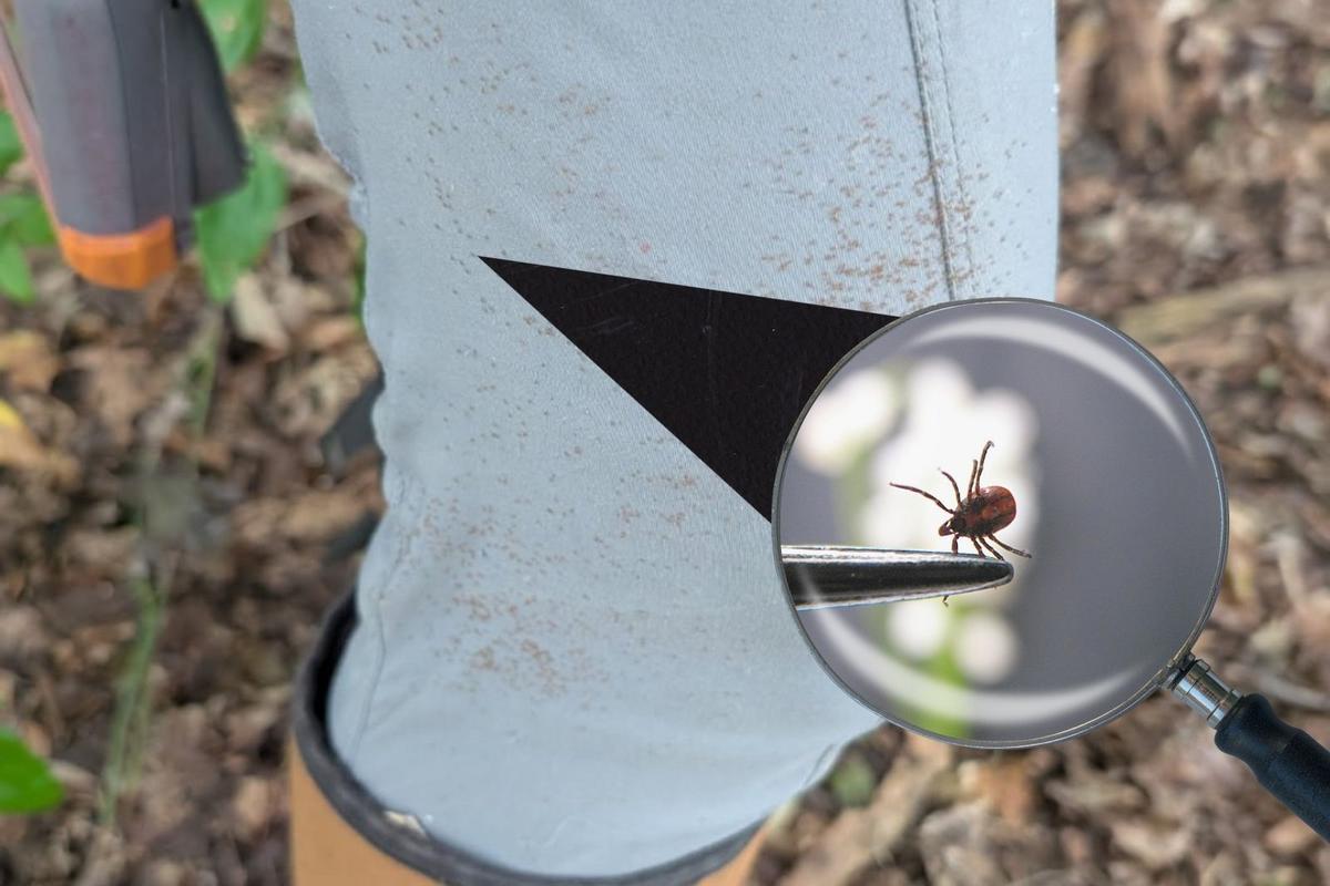 What To Do If You Walk Through a Tick Bomb in Indiana or Kentucky