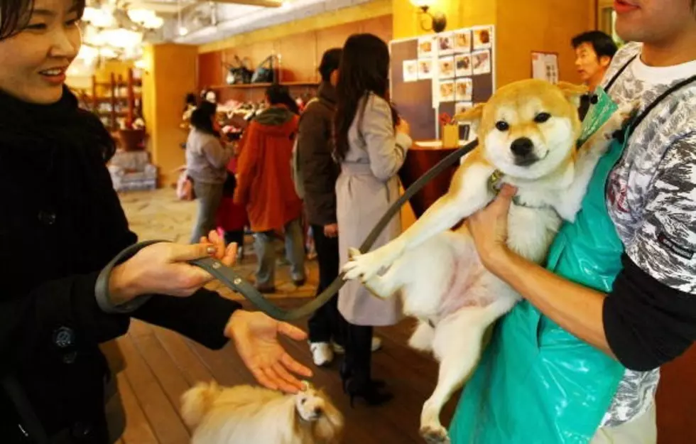 Woof &#8211; Should Dogs Be Allowed Inside Stores