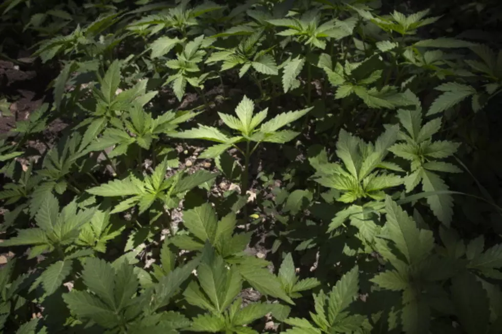 Half Of Americans Favor Legalizing Marijuana