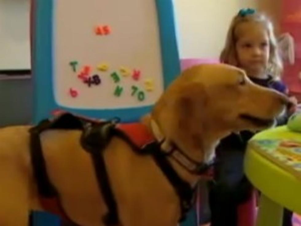 Dog Can Smell When 3-Year-Old’s Blood Sugar Is Too Low [VIDEO]