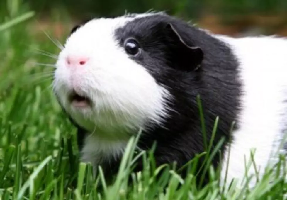 Guinea Pig Makes World Record Jump [Video]