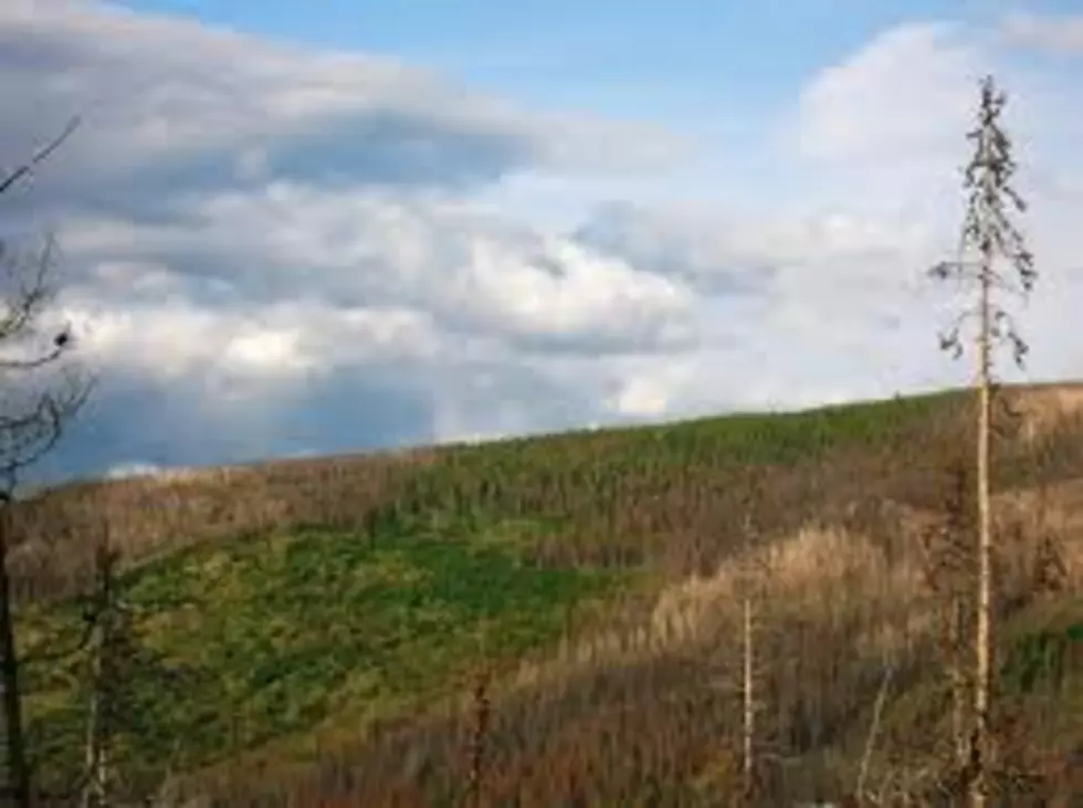 Cow Pasture Open In Wisdom, Montana [Video]