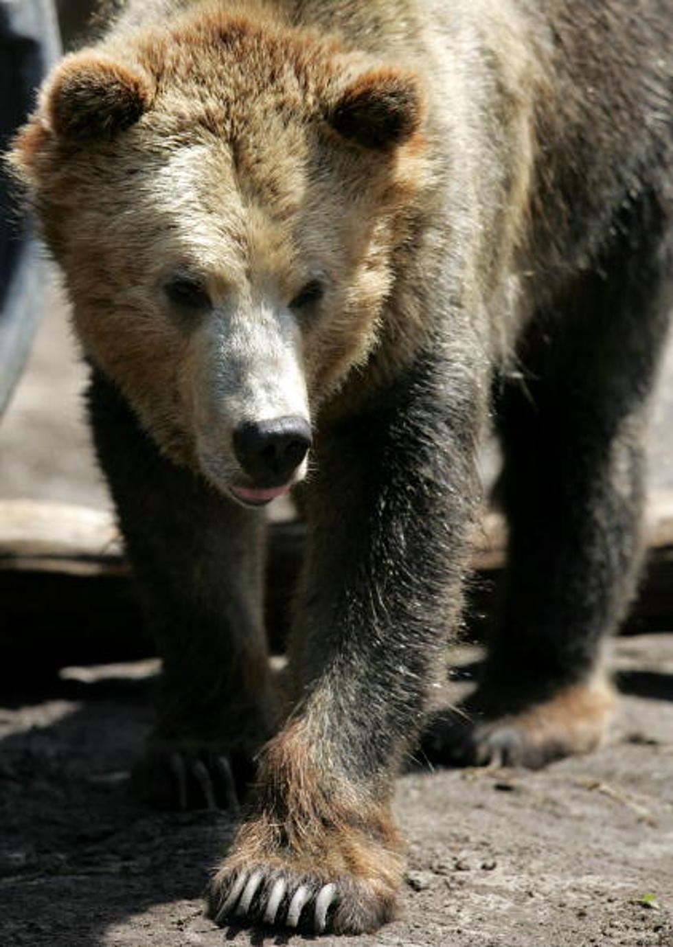 Grizzly Captured And Euthanized